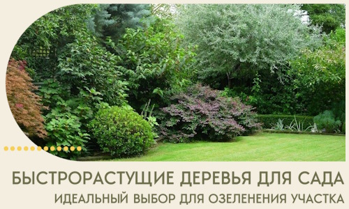 Быстрорастущие деревья для сада идеальный выбор в Сосновоборске